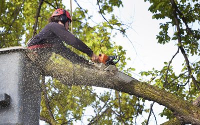 A & J Tree Services